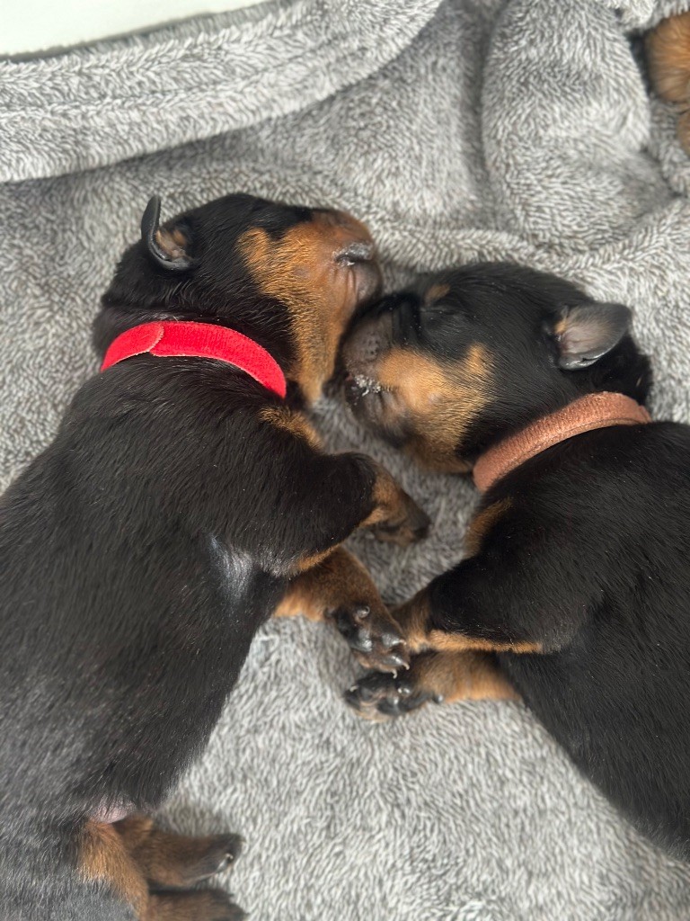 Chiots disponible 