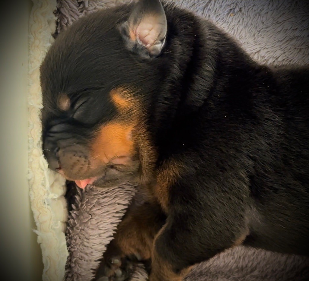 De L’empreinte De Bounty - Chiots disponibles - Rottweiler
