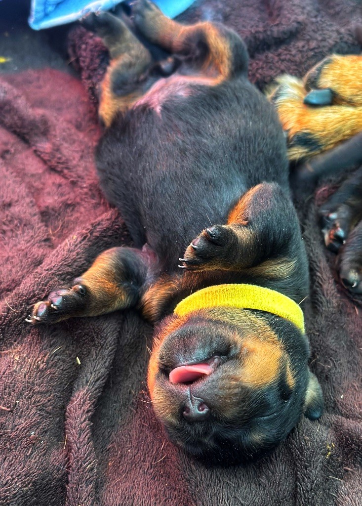 De L’empreinte De Bounty - Chiots disponibles - Rottweiler