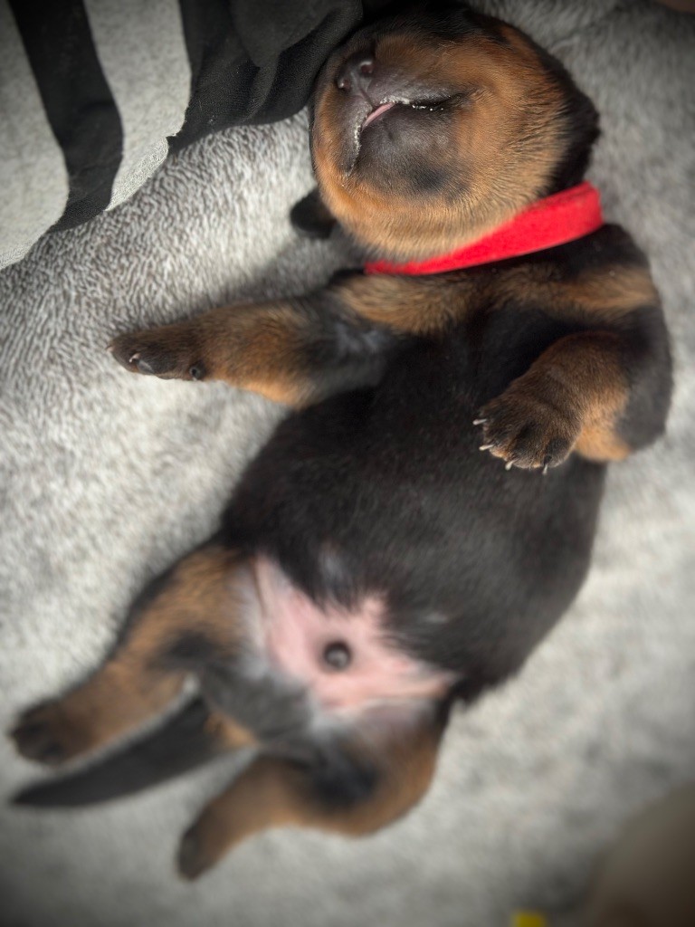 De L’empreinte De Bounty - Chiots disponibles - Rottweiler