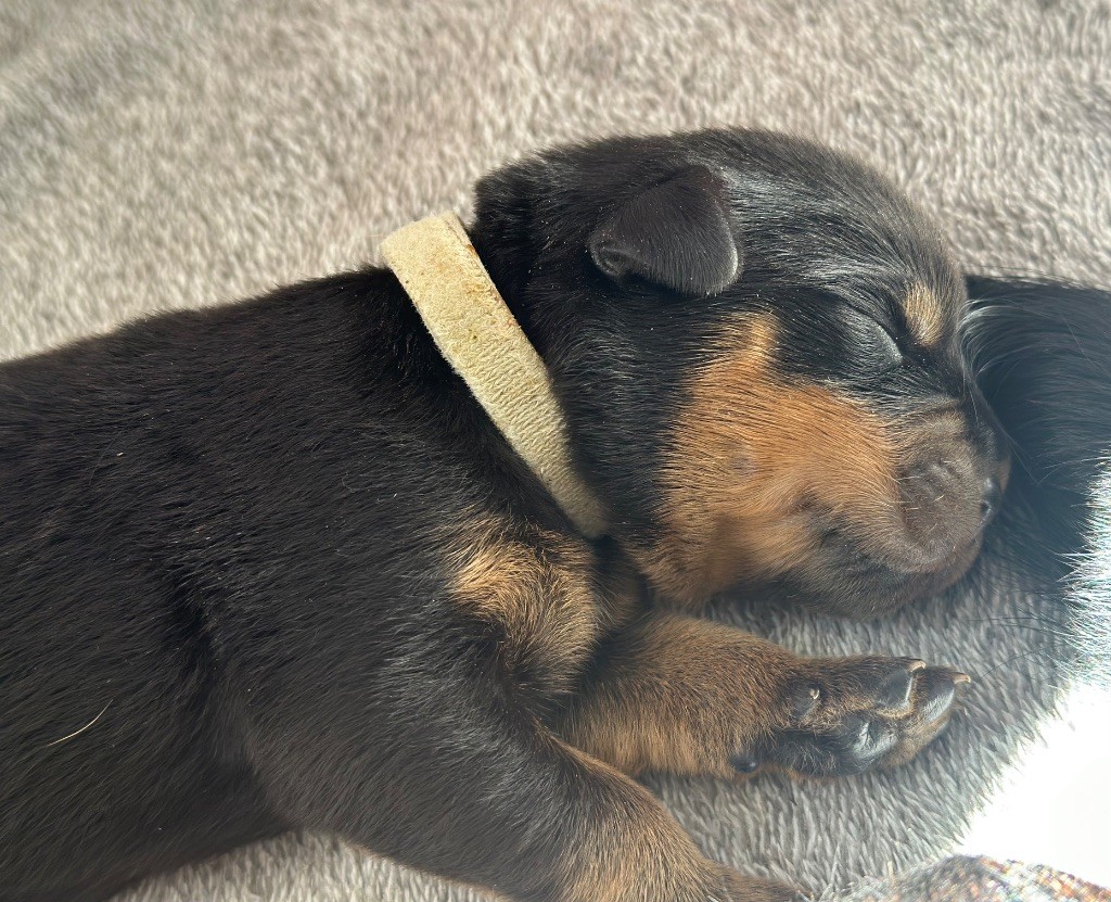 De L’empreinte De Bounty - Chiots disponibles - Rottweiler