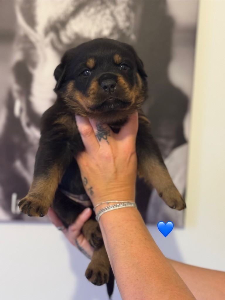 De L’empreinte De Bounty - Chiots disponibles - Rottweiler