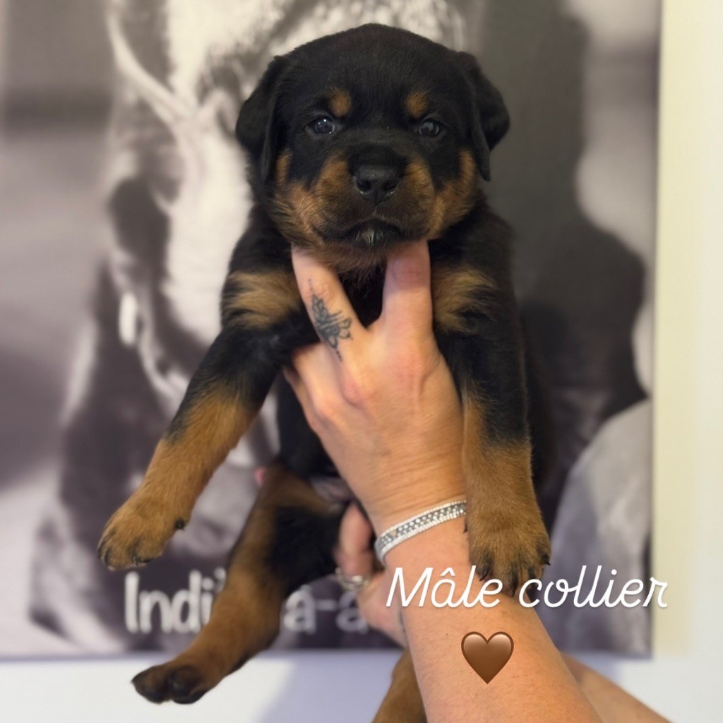 De L’empreinte De Bounty - Chiots disponibles - Rottweiler