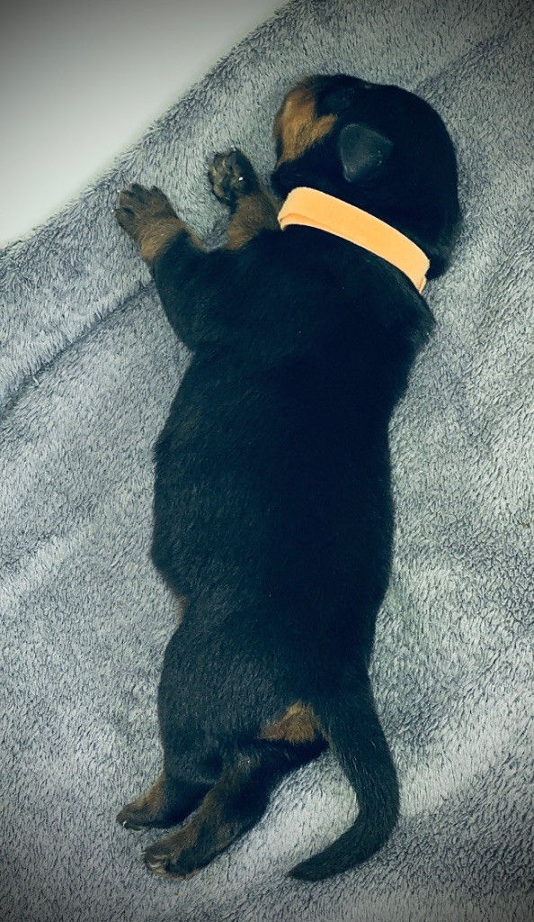 De L’empreinte De Bounty - Chiots disponibles - Rottweiler