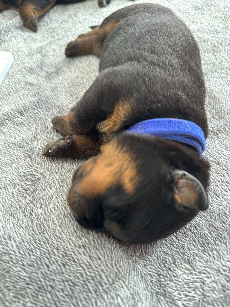 De L’empreinte De Bounty - Chiots disponibles - Rottweiler